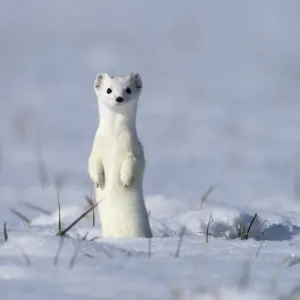 Weasel (Mustela erminea) in winter coat, standing upright in the snow, Upper Bavaria, Germany, Europe. February Weasel (Mustela erminea) in winter coat, standing upright in the snow, Upper Bavaria, Germany, Europe. February