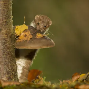 Images Dated 2019: August