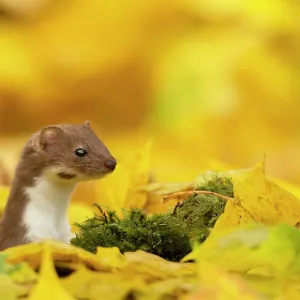 Weasel (Mustela nivalis) head and neck looking out of yellow autumn acer leaves, Sheffield, England, UK Weasel (Mustela nivalis) head and neck looking out of yellow autumn acer leaves, Sheffield, England, UK