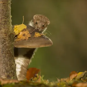 Weasel (Mustela nivalis) investigating birch stump with bracket fungus in autumn woodland Weasel (Mustela nivalis) investigating birch stump with bracket fungus in autumn woodland