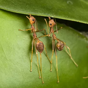 Weaver ants (Oecophylla smaragdina) building nest by gluing leaves together with silk
