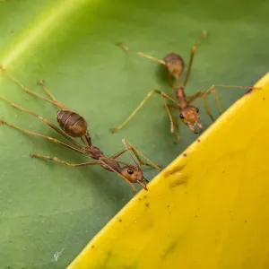 Weaver ants holding leaves together during nest building, Print Weaver ants holding leaves together during nest building, Print