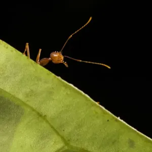 Weaver ants portrait Print, Malaysian Borneo Weaver ants portrait Print, Malaysian Borneo