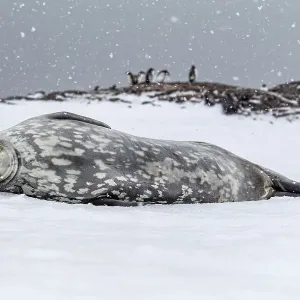 Weddell seal (Leptonychotes weddellii) sleeping on snow, Antarctic Peninsula, Antarctica Weddell seal (Leptonychotes weddellii) sleeping on snow, Antarctic Peninsula, Antarctica
