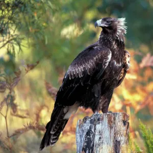 Wedge-tailed eagle {Aquila audax fleayi} tasmanian sub species, adult portrait, Australia