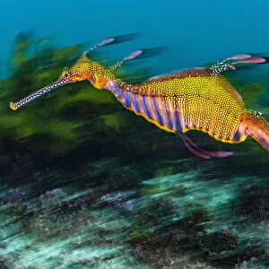 Weedy seadragon (Phyllopteryx taeniolatus) swimming over seaweeds