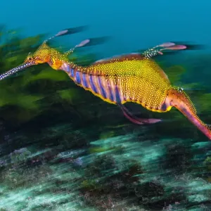 Weedy Seadragon Print: A swimming Weedy seadragon over seaweeds Weedy Seadragon Print: A swimming Weedy seadragon over seaweeds
