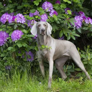 Weimaraner in front of Rhododendron flowers, Haddam Connecticut Print Weimaraner in front of Rhododendron flowers, Haddam Connecticut Print