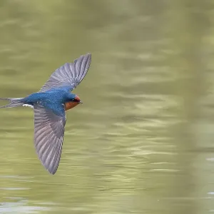 Welcome swallow (Hirundo neoxena) in flight over pond. Christchurch, New Zealand Welcome swallow (Hirundo neoxena) in flight over pond. Christchurch, New Zealand