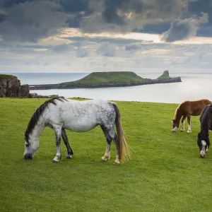 Welsh mountain ponies, grazing above Rhossili beach, The Gower, Wales, UK, August