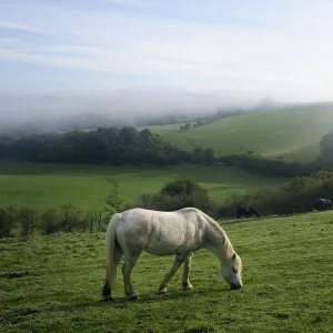 Welsh mountain pony (Equus caballus) grazing a hillside meadow on a foggy, dewy autumn morning