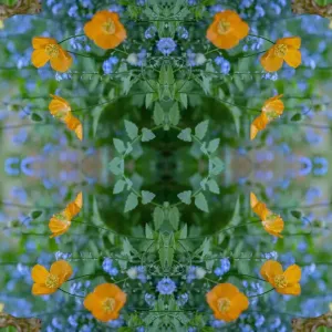 Kaleidoscopic Print of Welsh Poppies and Forget-me-nots Kaleidoscopic Print of Welsh Poppies and Forget-me-nots
