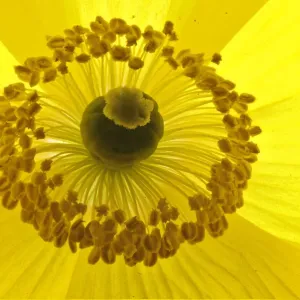 Welsh Poppy Print - Meconopsis cambrica flower details, Bristol, UK, April Welsh Poppy Print - Meconopsis cambrica flower details, Bristol, UK, April