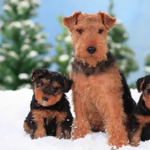 Welsh Terrier, bitch with puppies aged 8 weeks in snowy scene