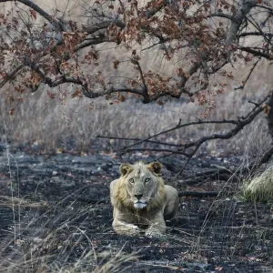 West Africa lion (Panthera leo) subadult male resting on burnt ground, Pendjari National Park