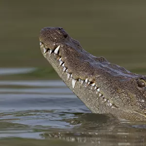 West African crocodile (Crocodylus suchus) raising its head above water, Allahein River, The Gambia