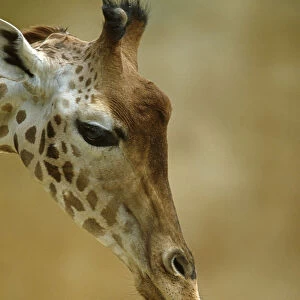West African / Niger Giraffe (Giraffa camelopardalis peralta) mother and baby