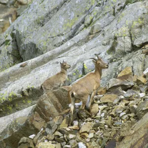 West Caucasian tur {Capra caucasica} with young, Kabardino-Balkarsky NR, Central Caucasus