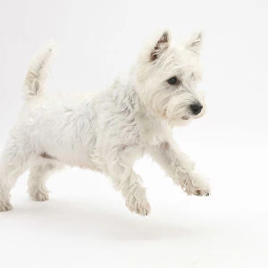 West Highland White Terrier leaping