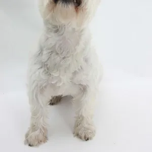 West Highland White Terrier sitting