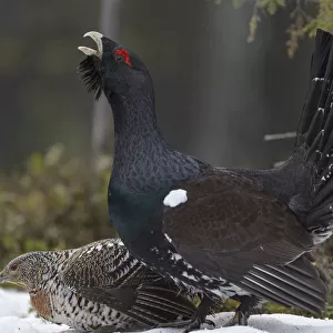 Western capercaillie (Tetrao urogallus) male calling at lek, with female, Tver, Russia