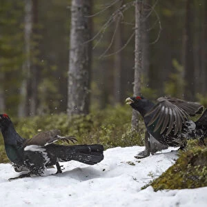 Western capercaillie (Tetrao urogallus) males at a lek, Tver, Russia. May