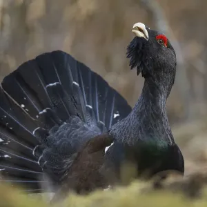 Western capercaillie Print, Tver, Russia Western capercaillie Print, Tver, Russia