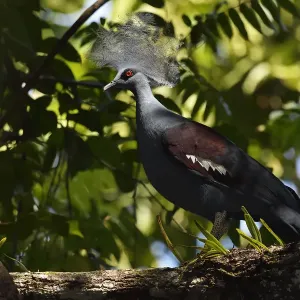 Western crowned pigeon, (Goura cristata), Aiduma Island, Triton Bay, near mainland New Guinea Western crowned pigeon, (Goura cristata), Aiduma Island, Triton Bay, near mainland New Guinea