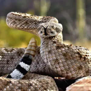 Western diamondback rattlesnake (Crotalus atrox), flicking tongue and with rattle raised Western diamondback rattlesnake (Crotalus atrox), flicking tongue and with rattle raised