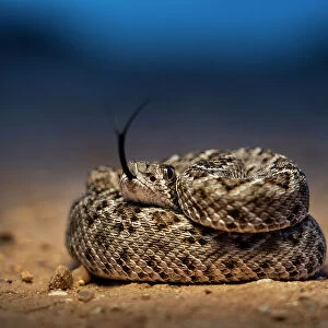 Western diamondback rattlesnake (Crotalus atrox) young, coiled up on desert floor at dusk, flicking tongue, Texas, USA. March