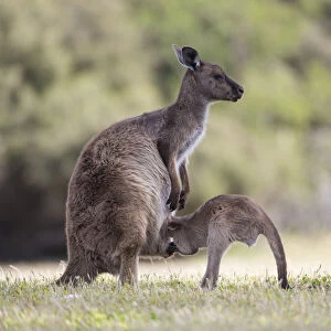 Western grey kangaroo (Macropus fuliginosus) female suckling joey aged eight months