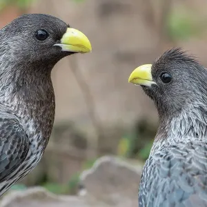 Two Western grey plantain-eaters (Crinifer piscator) looking at each other, Allahein River, The Gambia Two Western grey plantain-eaters (Crinifer piscator) looking at each other, Allahein River, The Gambia