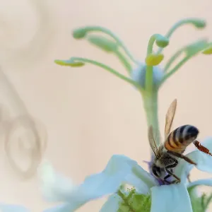 Western honeybee (Apis mellifera) pollinating Desert passionflower (Passiflora palmeri). Danzante Island, Loreto Bay National Park, Sea of Cortez, Mexico. May Western honeybee (Apis mellifera) pollinating Desert passionflower (Passiflora palmeri). Danzante Island, Loreto Bay National Park, Sea of Cortez, Mexico. May
