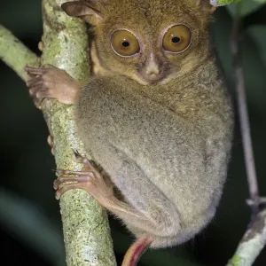 Western / Horsfields tarsier (Tarsius bancanus) hunting invertebrate prey in Western / Horsfields tarsier (Tarsius bancanus) hunting invertebrate prey in