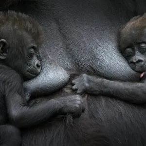 Western lowland gorilla (Gorilla gorilla gorilla) twin babies age 45 days resting