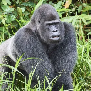 Western lowland gorilla (Gorilla gorilla gorilla) silverback male. Rescued as an orphan Western lowland gorilla (Gorilla gorilla gorilla) silverback male. Rescued as an orphan