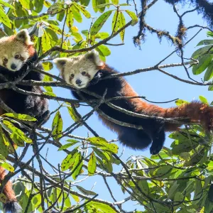 Western red panda (Ailurus fulgens fulgens), two juveniles looking down whilst climbing in tree Western red panda (Ailurus fulgens fulgens), two juveniles looking down whilst climbing in tree