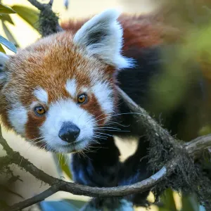 Orso panda rosso occidentale (Ailurus fulgens fulgens) che sale su un albero. Parco nazionale di Singalila, confine India / Nepal. Orso panda rosso occidentale (Ailurus fulgens fulgens) che sale su un albero. Parco nazionale di Singalila, confine India / Nepal.