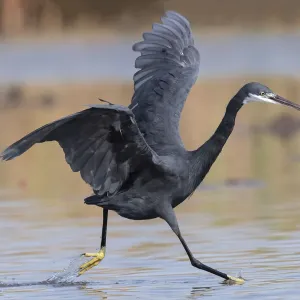 Western reef egret print, Kotu creek scene Western reef egret print, Kotu creek scene