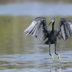 Western reef egret (Egretta gularis) running through shallow water with wings open, chasing small fish, Kotu creek, The Gambia Western reef egret (Egretta gularis) running through shallow water with wings open, chasing small fish, Kotu creek, The Gambia
