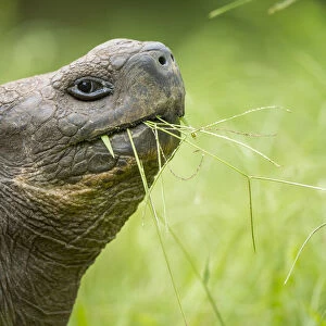 Western Santa Cruz giant tortoise (Chelonoidis porteri) feeding on grass, El Chato II