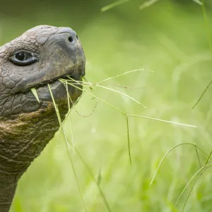 Western Santa Cruz giant tortoise (Chelonoidis porteri) feeding on grass, El Chato II