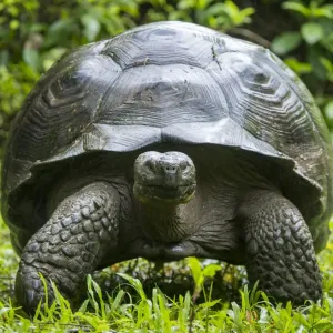 Western Santa Cruz Giant Tortoise Print Western Santa Cruz Giant Tortoise Print