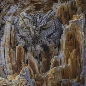 Western screech owl (Megascops kennicottii) is camouflaged as it looks from a tree cavity