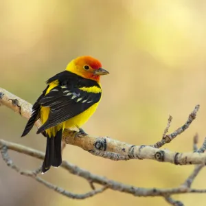 Western tanager (Piranga ludoviciana), male perched on aspen branch in spring, Mono Lake Basin