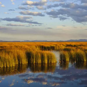 Wetland in central Oregons Malheur National Wildlife Refuge, Malheur County, Oregon