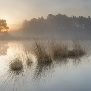 Wetland at sunrise, Klein Schietveld, Brasschaat, Belgium Wetland at sunrise, Klein Schietveld, Brasschaat, Belgium