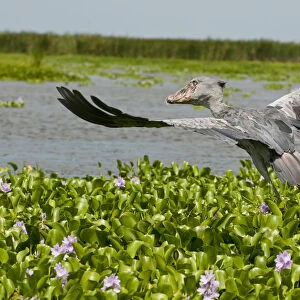 Whale headed stork (Balaeniceps rex) taking off, Lake Albert, Uganda, East Africa