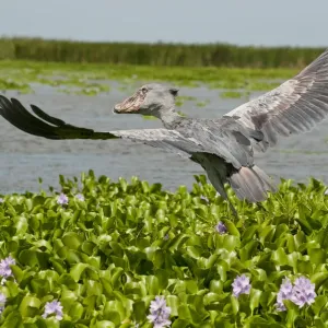 Whale Headed Stork Print, Lake Albert, Uganda Whale Headed Stork Print, Lake Albert, Uganda