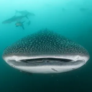 Whale shark (Rhincodon typus), an endangered species, feeding on zooplankton in nutrient-rich murky water, being followed by a school of Cobia (Rachycentron canadum), Adang-Rawi Archipelago, Satun, Andaman Sea, Thailand